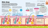 How the Body Works: The Facts Simply Explained