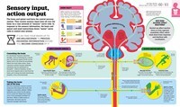 How the Body Works: The Facts Simply Explained