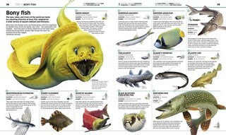 Knowledge Encyclopedia Animal!: The Animal Kingdom as you've Never Seen it Before