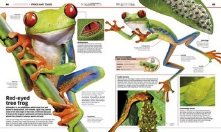 Knowledge Encyclopedia Animal!: The Animal Kingdom as you've Never Seen it Before