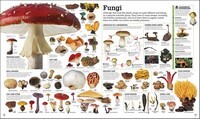 Picturepedia: an encyclopedia on every page