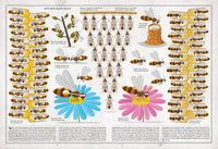 Book of Bees