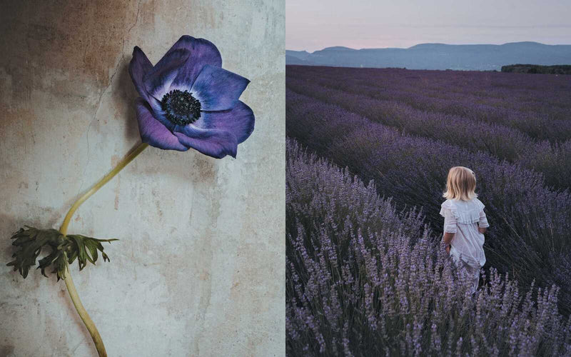 Flowers of Provence, The