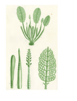 Beauty of the Flower, The: The Art and Science of Botanical Illustration