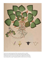 Beauty of the Flower, The: The Art and Science of Botanical Illustration