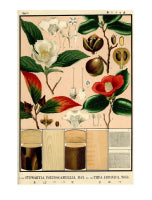 Beauty of the Flower, The: The Art and Science of Botanical Illustration