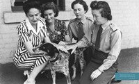 Australia's Dogs