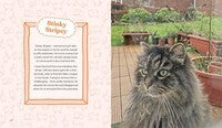 This is not my cat: Feline friends who picked their humans