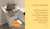 This is not my cat: Feline friends who picked their humans