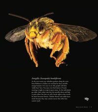 Bees of Australia